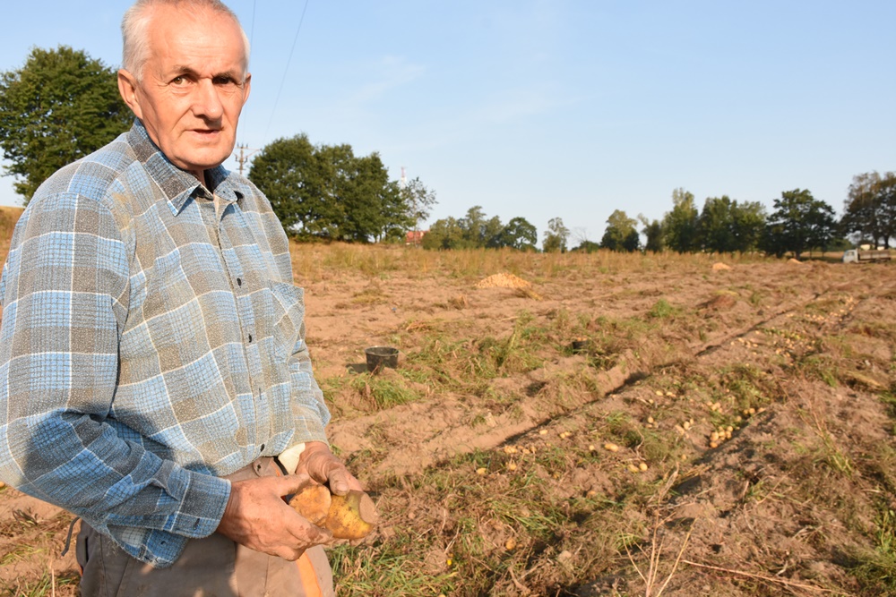 - Tegoroczne zbiory ziemniaków będą o wiele niższe m.in. ze względu na szkody wyrządzone przez zwierzynę - mówi pan Stanisław z Sierakowic. 